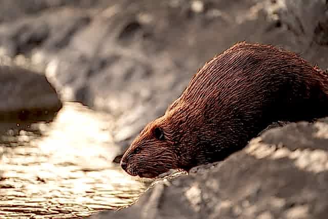 tim-umphreys-unsplash-animal.jpg