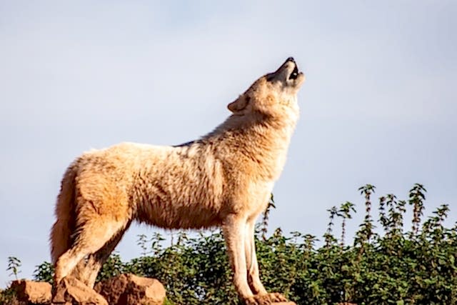 darren-welsh-unsplash-animal.jpg